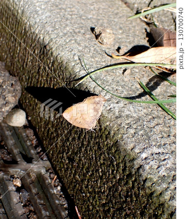 ムラサキツバメ 130700740