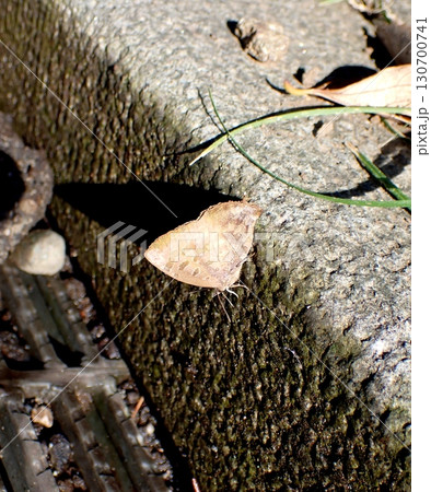 ムラサキツバメ 130700741