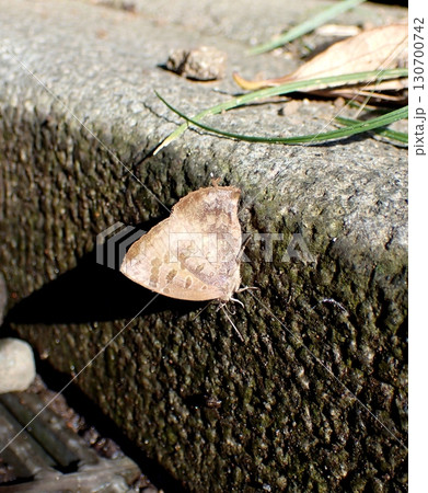 ムラサキツバメ 130700742