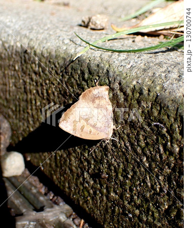 ムラサキツバメ 130700744