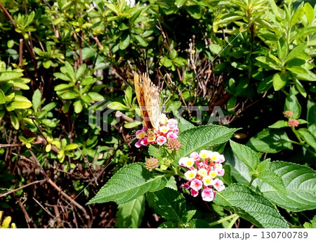 ミドリヒョウモン ランタナ ミドリヒョウモン ランタナ 130700789