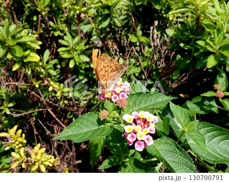 ミドリヒョウモン　ランタナ 130700791
