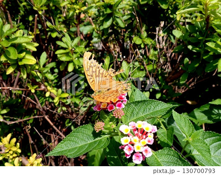 ミドリヒョウモン　ランタナ 130700793