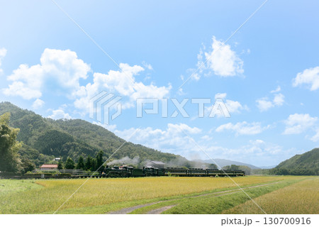 田んぼを力強く走り抜けるSL機関車やまぐち号 130700916