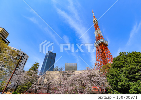 東京 港区 東京タワーと桜 東京 港区 東京タワーと桜 130700971