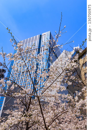 東京　港区　赤坂一丁目の桜 130700975