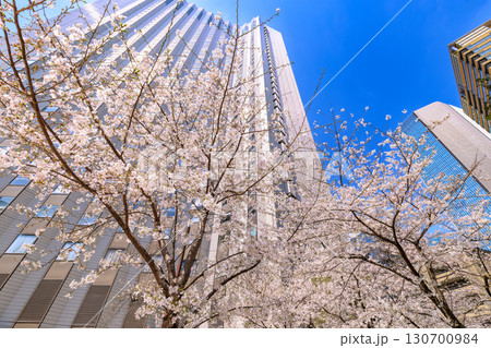 東京 港区 赤坂一丁目の桜 東京 港区 赤坂一丁目の桜 130700984