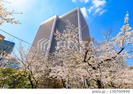 東京 港区 赤坂一丁目の桜 東京 港区 赤坂一丁目の桜 130700999