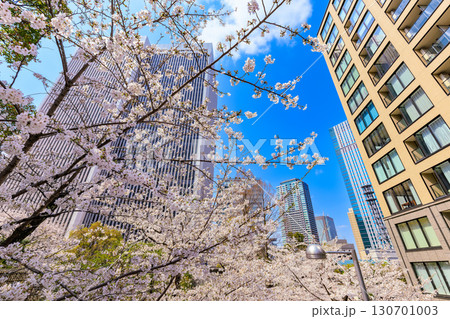 東京　港区　赤坂一丁目の桜 130701003