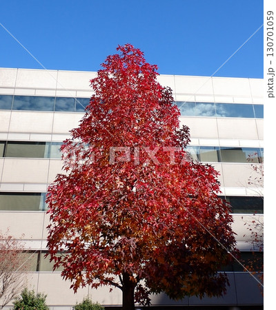 野村不動産横浜ビジネスパークの紅葉したモミジバフウ 130701059
