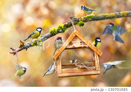 Group of little birds feeding on bird feeder with sunflower seeds on autumn background. Great tit, blue tit, sparrow, nuthatch 130701085