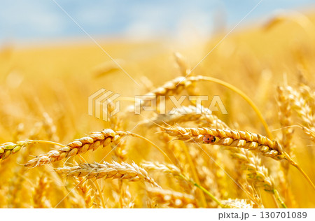 ripening wheat ears. Field of wheat in summer day. ladybug perching on ripening wheat ears ripening wheat ears. Field of wheat in summer day. ladybug perching on ripening wheat ears 130701089