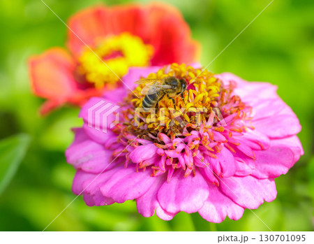 honey bee on zinnia flower collecting pollen on green background 130701095
