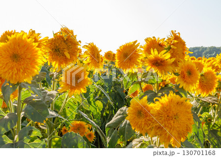 ひまわり畑 130701168