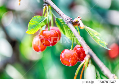 Sweet cherries 130701387