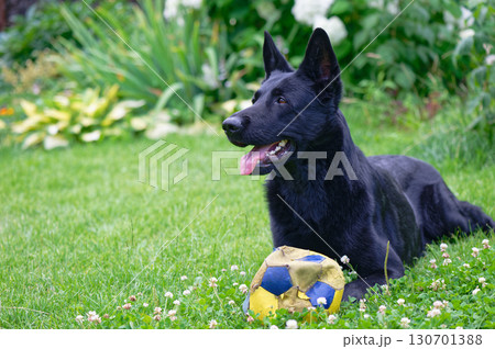 German shepherd on a green grass 130701388