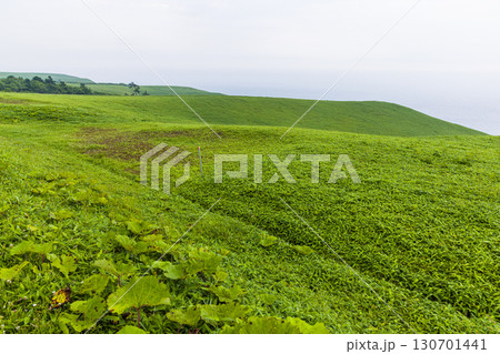【北海道_釧路郡_尻羽岬】思わず深呼吸したくなるような心も体も癒やされる避暑地 7月 【北海道_釧路郡_尻羽岬】思わず深呼吸したくなるような心も体も癒やされる避暑地 7月 130701441