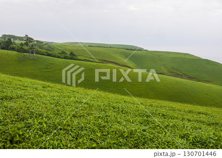 【北海道_釧路郡_尻羽岬】思わず深呼吸したくなるような心も体も癒やされる避暑地 7月 130701446