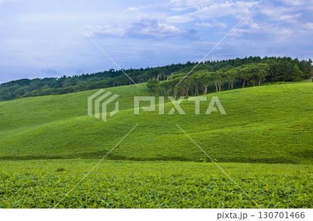 【北海道_釧路郡_尻羽岬】思わず深呼吸したくなるような心も体も癒やされる避暑地 7月 130701466
