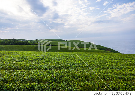 【北海道_釧路郡_尻羽岬】思わず深呼吸したくなるような心も体も癒やされる避暑地 7月 130701478