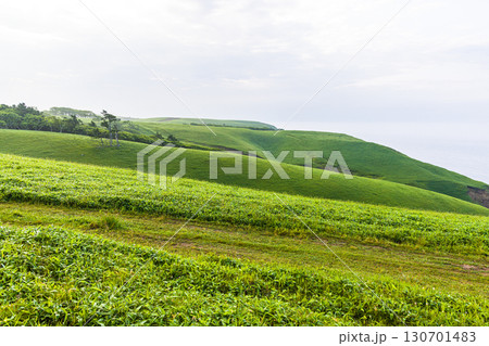 【北海道_釧路郡_尻羽岬】思わず深呼吸したくなるような心も体も癒やされる避暑地 7月 130701483