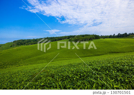 【北海道_釧路郡_尻羽岬】思わず深呼吸したくなるような心も体も癒やされる避暑地 7月 130701501