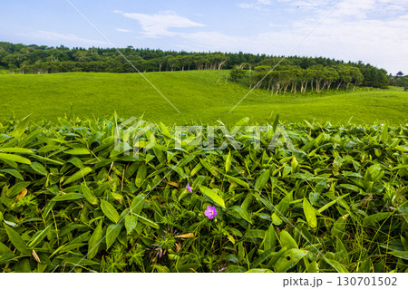 【北海道_釧路郡_尻羽岬】思わず深呼吸したくなるような心も体も癒やされる避暑地 7月 130701502