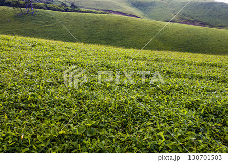 【北海道_釧路郡_尻羽岬】思わず深呼吸したくなるような心も体も癒やされる避暑地 7月 【北海道_釧路郡_尻羽岬】思わず深呼吸したくなるような心も体も癒やされる避暑地 7月 130701503