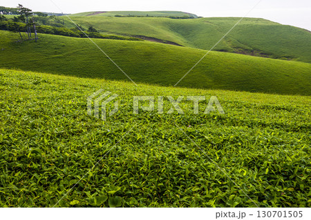 【北海道_釧路郡_尻羽岬】思わず深呼吸したくなるような心も体も癒やされる避暑地 7月 130701505