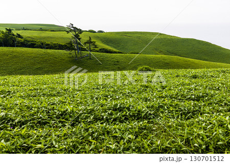【北海道_釧路郡_尻羽岬】思わず深呼吸したくなるような心も体も癒やされる避暑地 7月 130701512