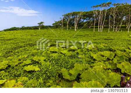 【北海道_釧路郡_尻羽岬】思わず深呼吸したくなるような心も体も癒やされる避暑地 7月 【北海道_釧路郡_尻羽岬】思わず深呼吸したくなるような心も体も癒やされる避暑地 7月 130701513