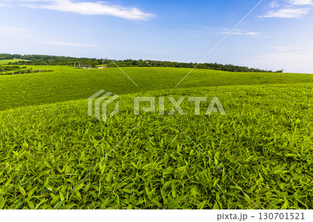 【北海道_釧路郡_尻羽岬】思わず深呼吸したくなるような心も体も癒やされる避暑地 7月 130701521