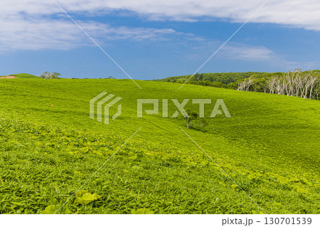 【北海道_釧路郡_尻羽岬】思わず深呼吸したくなるような心も体も癒やされる避暑地 7月 【北海道_釧路郡_尻羽岬】思わず深呼吸したくなるような心も体も癒やされる避暑地 7月 130701539