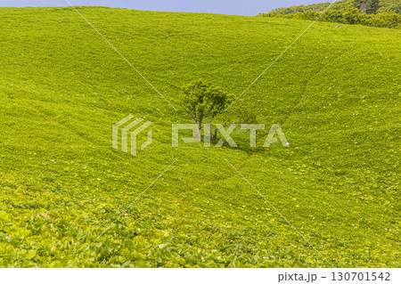 【北海道_釧路郡_尻羽岬】思わず深呼吸したくなるような心も体も癒やされる避暑地 7月 130701542