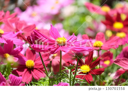 Flowers cosmos in the garden (lat.- cosmos) 130701558