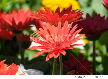 Transvaal daisy or Barberton daisy (lat.- Gerbera) 130701559