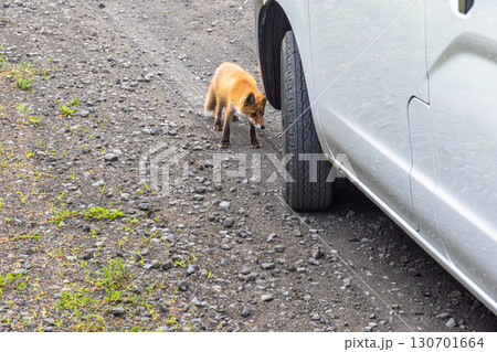 【北海道_釧路郡_尻羽岬】思わず深呼吸したくなるような心も体も癒やされる避暑地 7月 130701664