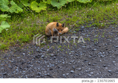 【北海道_釧路郡_尻羽岬】思わず深呼吸したくなるような心も体も癒やされる避暑地 7月 130701665