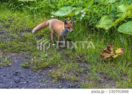 【北海道_釧路郡_尻羽岬】思わず深呼吸したくなるような心も体も癒やされる避暑地 7月 130701666