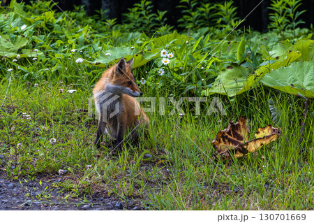 【北海道_釧路郡_尻羽岬】思わず深呼吸したくなるような心も体も癒やされる避暑地 7月 【北海道_釧路郡_尻羽岬】思わず深呼吸したくなるような心も体も癒やされる避暑地 7月 130701669