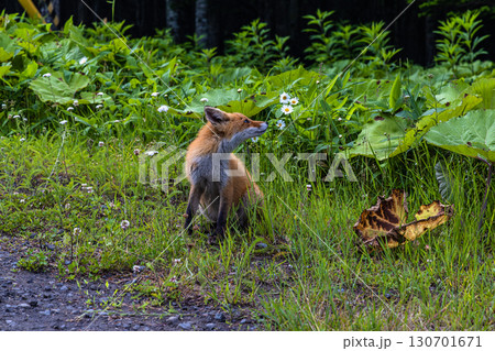 【北海道_釧路郡_尻羽岬】思わず深呼吸したくなるような心も体も癒やされる避暑地 7月 130701671