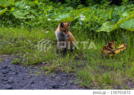 【北海道_釧路郡_尻羽岬】思わず深呼吸したくなるような心も体も癒やされる避暑地 7月 130701672