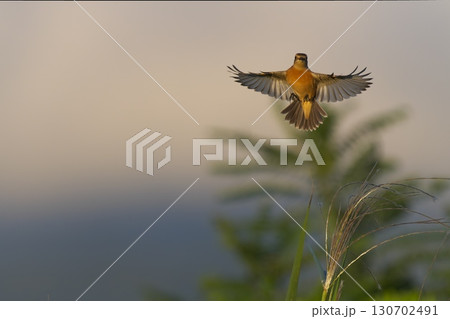 飛んでいるノビタキ 130702491