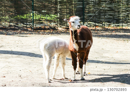 Alpaca Vicugna pacos white baby animal Alpaca Vicugna pacos white baby animal 130702893