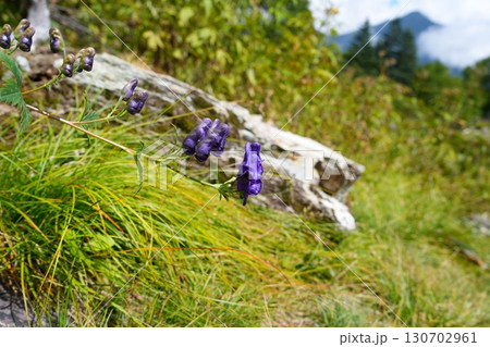 トリカブトの花 130702961