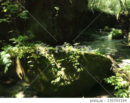苔むした渓谷「樽前ガロー」 苔むした渓谷「樽前ガロー」 130703194