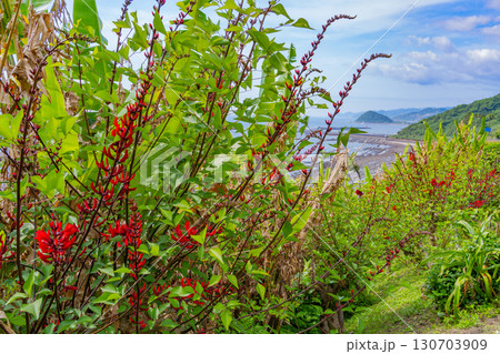 【宮崎県】宮崎市・道の駅フェニックス　海辺の景色 130703909