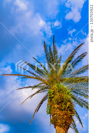 【宮崎県】宮崎市・道の駅フェニックス　ヤシの木 130703922