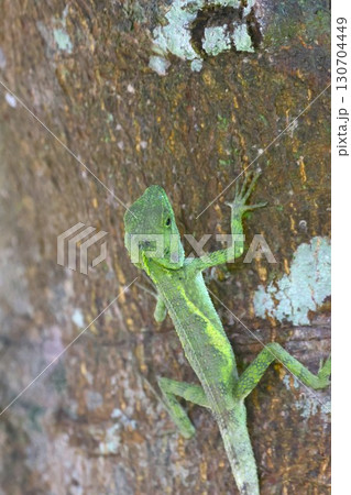 キノボリトカゲ　やんばるの森 130704449