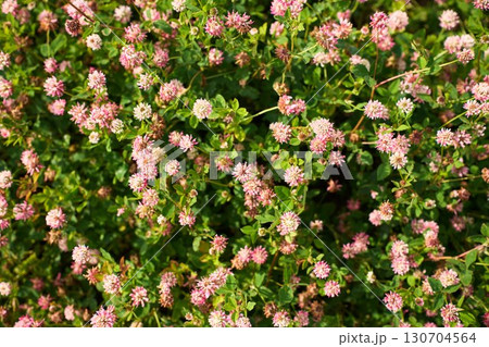 Clover flowers create a colorful display in a green field, basking in sunlight. 130704564